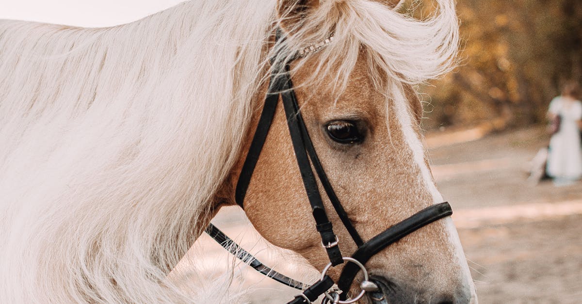 Bagged vs. Bagless Vacuums in Canada: Which Is Better for Allergies, Pets, and Holiday Cleanup?